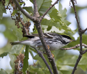 Blackpoll Warbler 6357